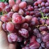 红提葡萄